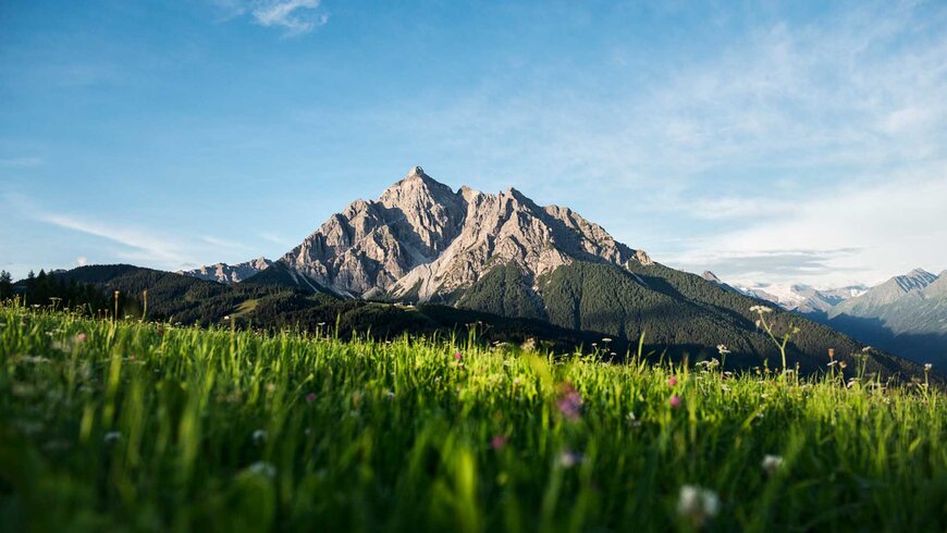 Eine blühende Almwiese vor dem imposanten Bergpanorama in Tirol bei klarem Himmel und Sonnenschein.