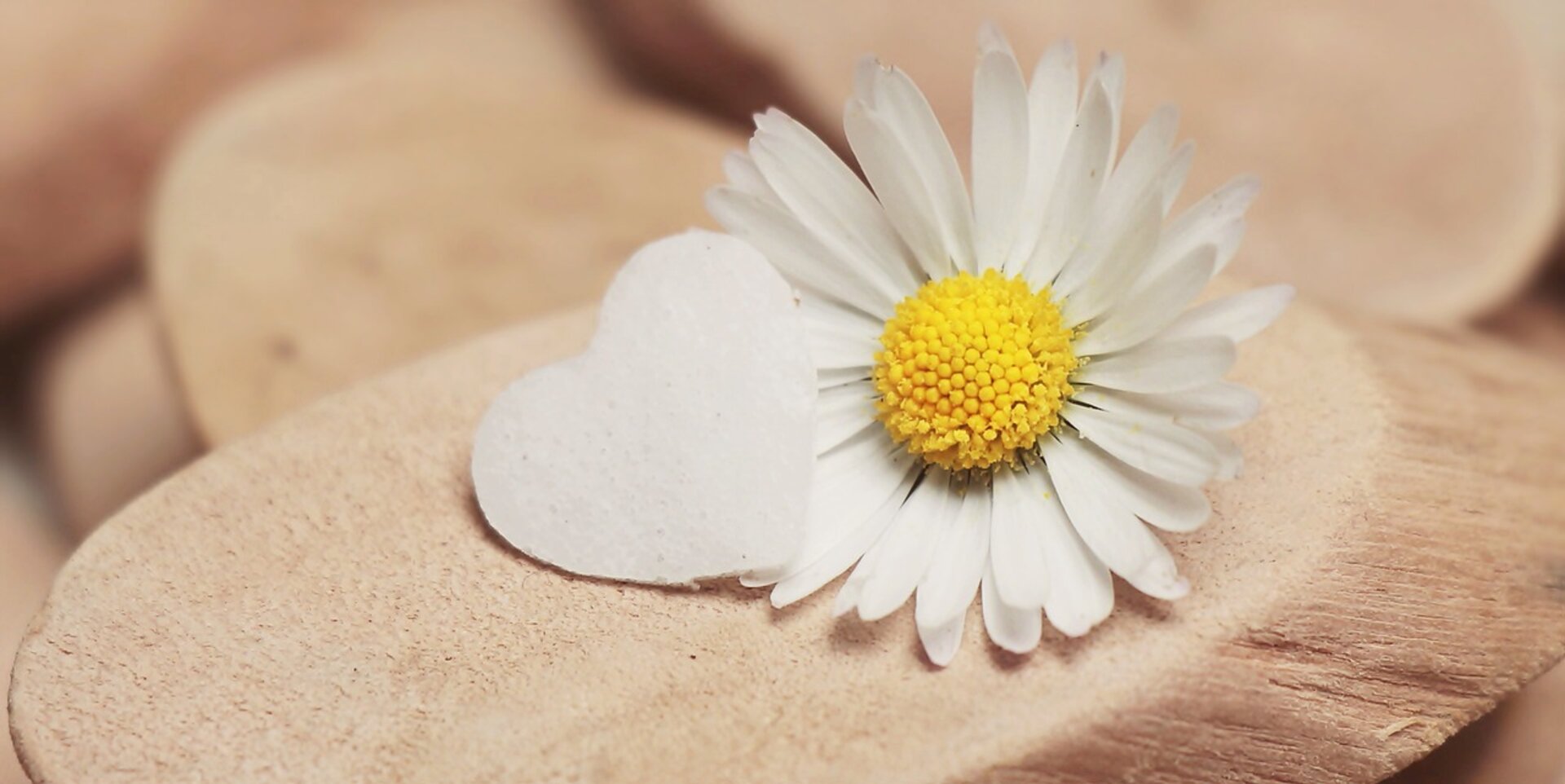 Eine weiße Blume neben einem herzförmigen Stein auf einer Oberfläche aus Holzstücken.